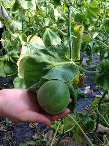 吃瓜论坛有哪些,热门话题与网友热议一览