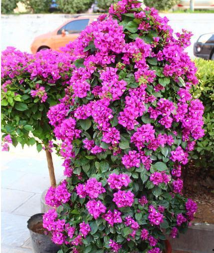 娱乐吃瓜酱三角梅,吃瓜酱视角下的娱乐圈三角关系揭秘