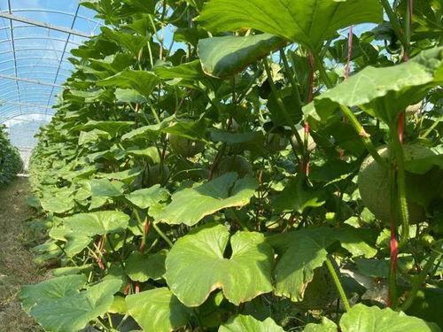 娱乐吃瓜2022,盘点年度热点事件与明星幕后故事